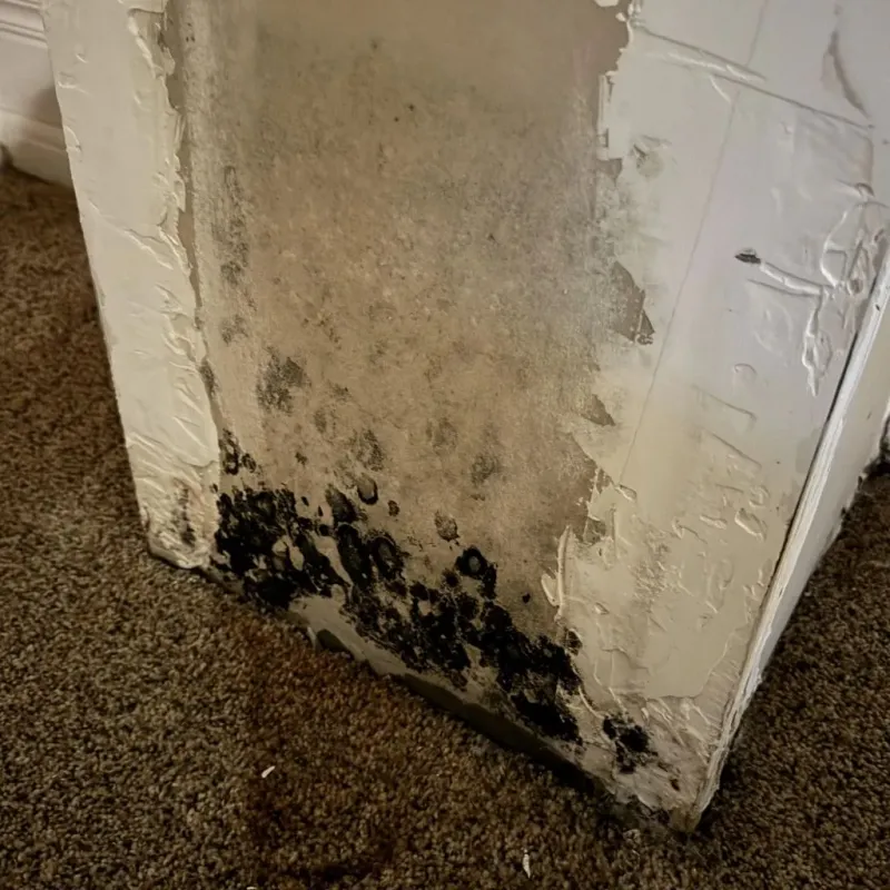 Professional Mold Removal in Maryville, TN